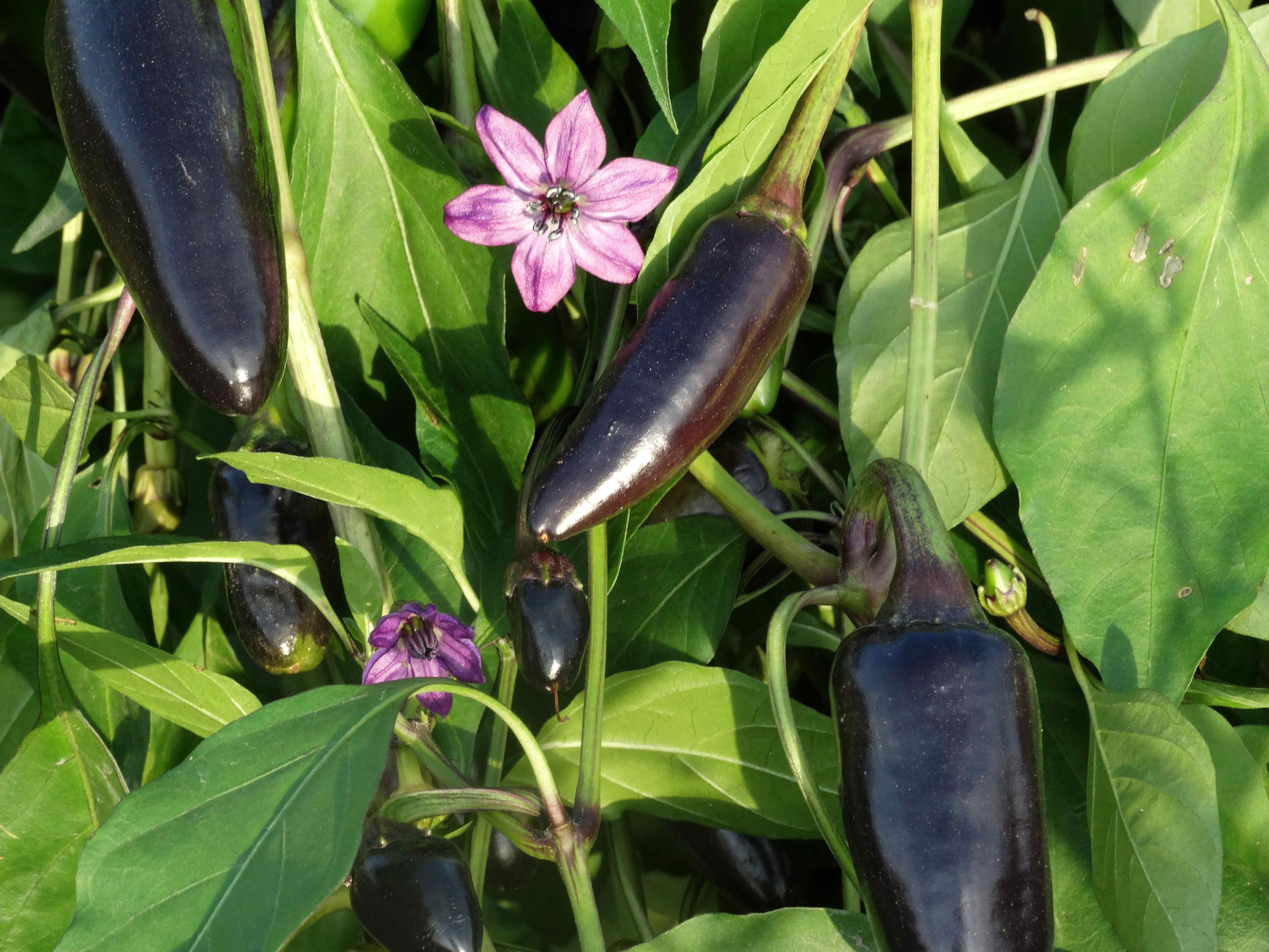 Black Hungarian Pepper from Heritage Harvest Seed