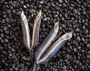Black Sesame