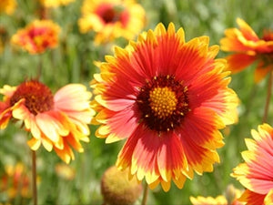 Blanket Flower Seeds - (Gaillardia aristata)