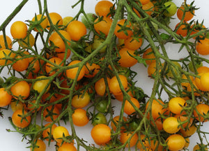 Blondkopfchen Tomato