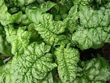 Heirloom Spinach Seeds - (Spinacia oleracea)