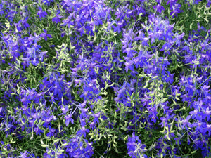 Blue Cloud Larkspur