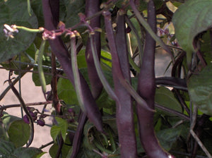 Blue Coco Bean (pre 1775)