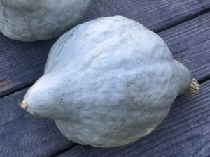 Blue Hubbard Squash (1909) - (C.Maxima)