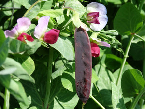 Blue Pod Capucijners Pea (pre 1800)