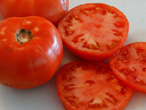 Bonny Best Tomato (1908)
