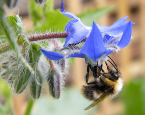 Borage