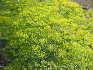Bouquet Dill