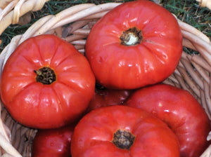 Box Car Willie Tomato