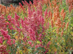 Brightest Brilliant Rainbow Quinoa
