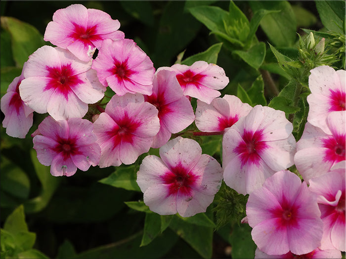 Brilliant Phlox - (1901) - (Phlox drummondii)