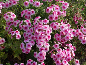 Brilliant Phlox - (1901) - (Phlox drummondii)