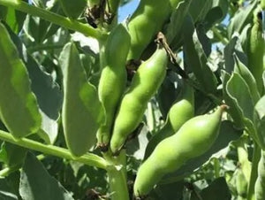 Broad Windsor Broad Bean