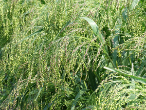 Millet Seeds - 'Bronze Proso' - (Panicum miliaceum)