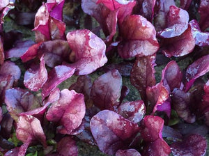 Bulls Blood Beet (1840)