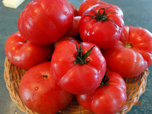 Burpee’s Dwarf Giant Tomato (1909)