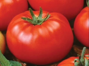 Bush Beefsteak Tomato