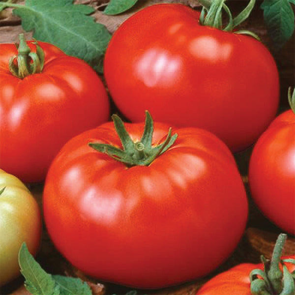 Bush Beefsteak Tomato