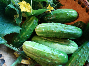 Bush Crop Cucumber