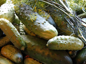 Bushy Cucumber
