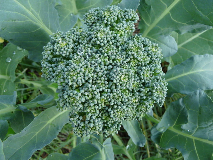 Calabrese Broccoli (1800's)