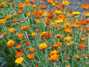 Calendula Mix