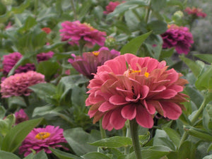 California Giants Zinnia (Zinnia elegans)