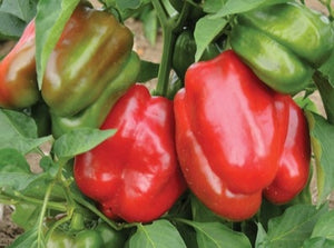 California Wonder Pepper