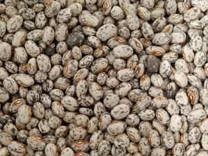 Canadian Wild Goose Bean