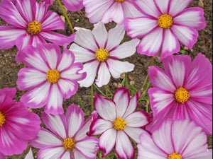 Candystripe Cosmos