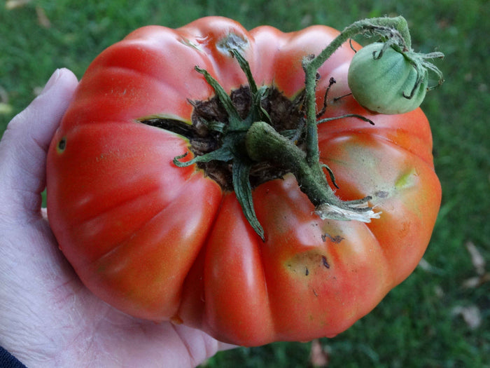 Carol Chyko's Big Paste Tomato