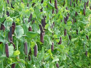 Carruther's Purple Podded Pea