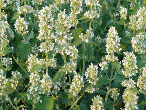 Catnip