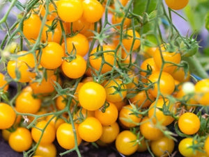 Cerise Orange Tomato