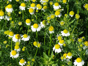 Chamomile