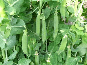 Champion of England Pea (Woodbridge Strain)