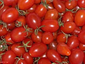 Cheeseman's Tomato