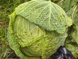 Chieftan Savoy Cabbage