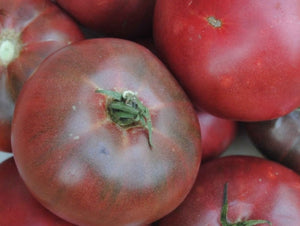 Cherokee Purple Tomato