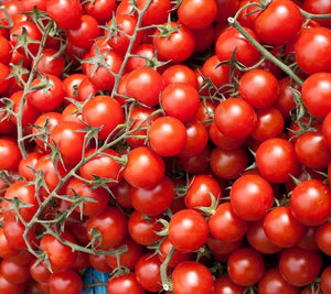 Rideau Sweet Cherry Tomato