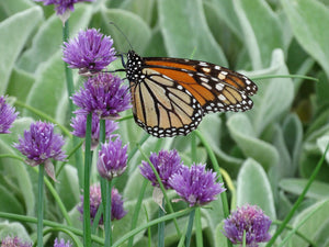 Chives