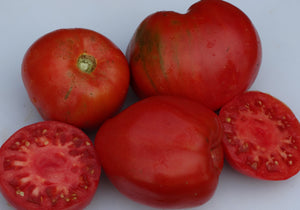 Ciesinski Tomato