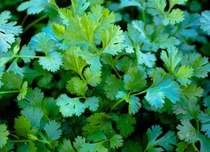 Cilantro