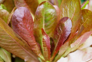 Cimmaron Lettuce (1700s)