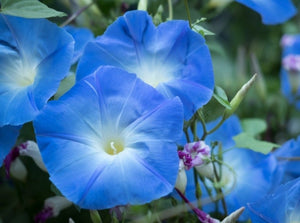 Clarke's Heavenly Blue Morning Glory