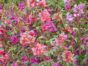 Clarkia Mix
