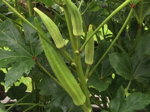 Heirloom Okra Seeds - (Abelmoschus esculentus)