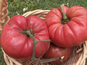Cleota Pink Tomato