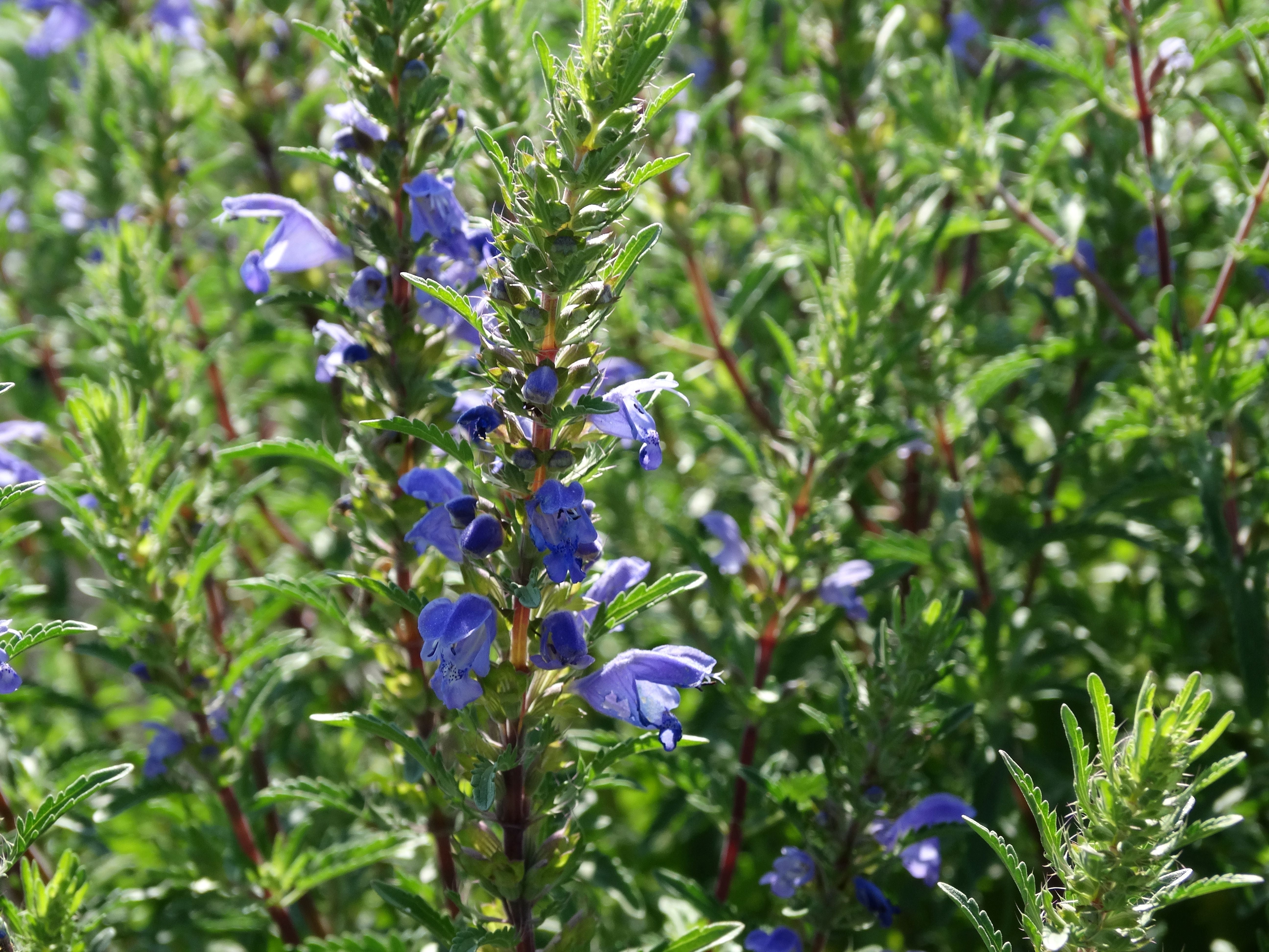 Moldavian Dragonhead (Dracocephalum moldavica) from HHS – Heritage Harvest  Seed