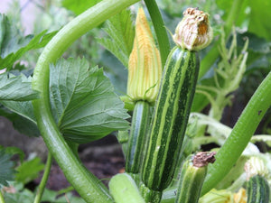 Cocozelle Zucchini (C. pepo)
